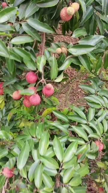 玉林桂味荔枝，价格从优