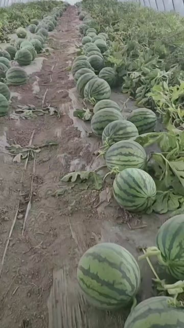 东台市大西北模式