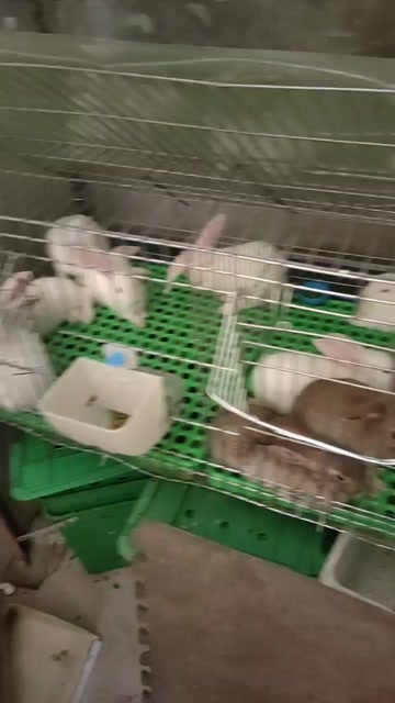 兔苗