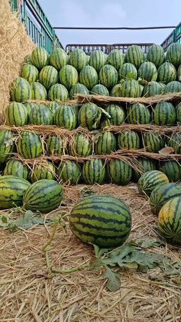 新民市皮薄脆甜西瓜甜王西瓜 有籽精选臻品西瓜甜王西瓜有籽