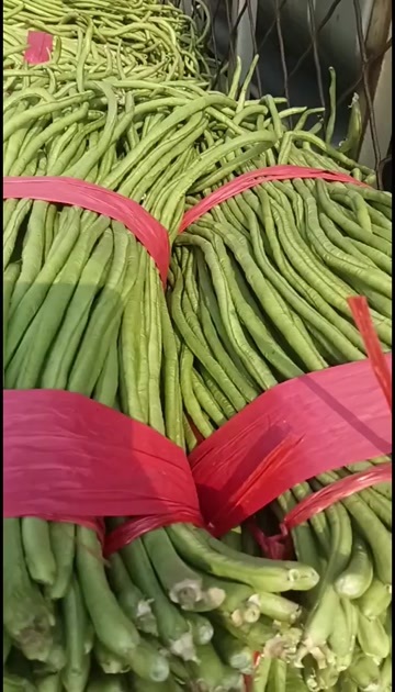邯郸河北邯郸、豆角、青条、长、好吃、好卖、代发全国