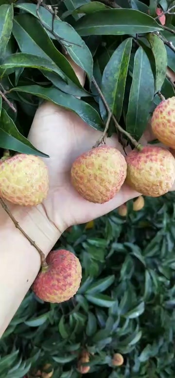 高州市高州糯米糍荔枝，每天现摘现发，欢迎各位老板下单