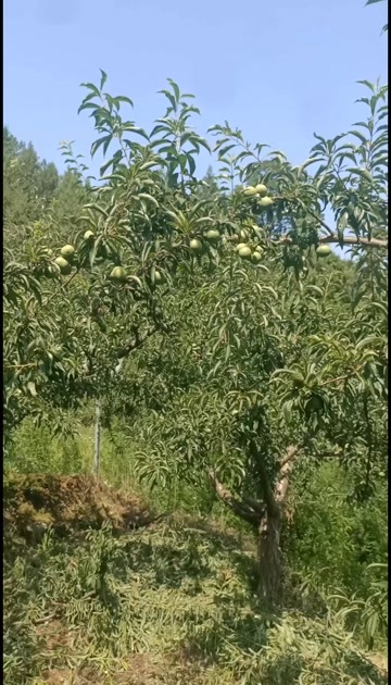 宣汉县青脆李精品果(大果混特大果)