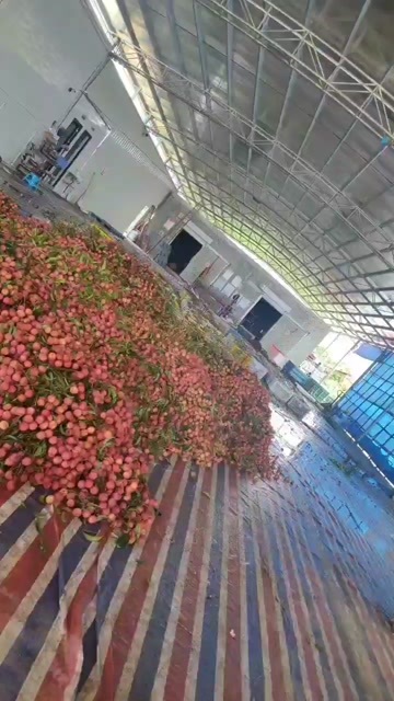 阳西县双肩玉荷包大量上市，目前价格2块以内，果棚有限，抓紧入场