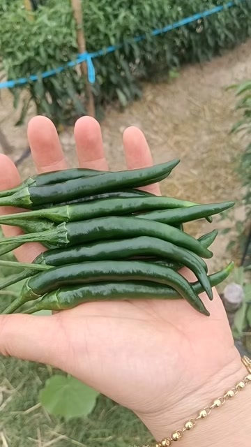商丘艳红辣椒 青米椒艳青新鲜小米椒