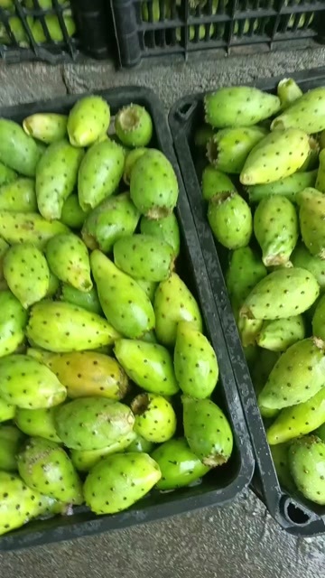 仙人掌果