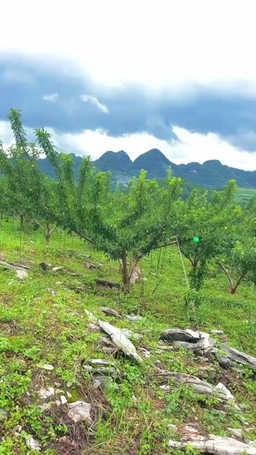平塘县蜂糖李