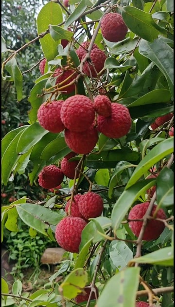 灵山县广西灵山荔枝，黑叶荔枝，香荔
