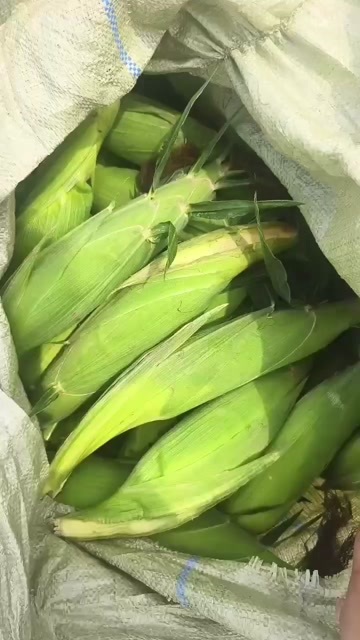 三台县大量上市甜玉米，产地直销，量大从优，物美价廉，欢迎老板采购