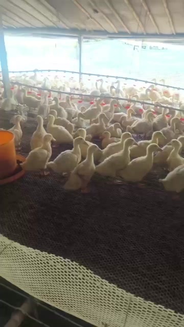 凤阳县樱桃谷 肉鸭 6斤以上 需要的老板联系