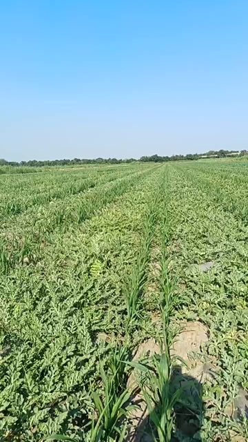 天津宁河区优质有籽西瓜新鲜采摘当季发货