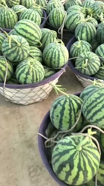 镇江8424西瓜