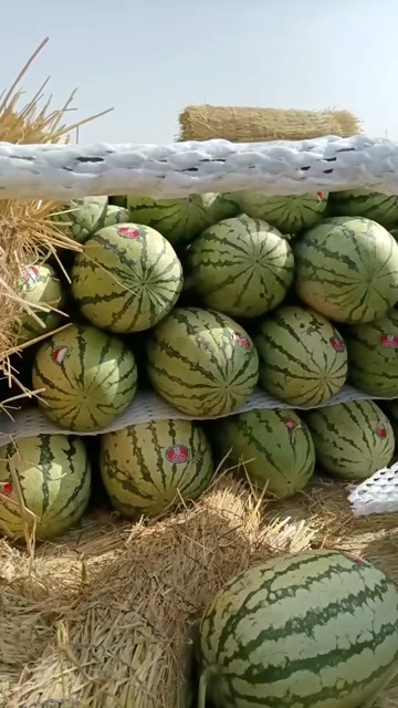 中宁县中卫西砂瓜