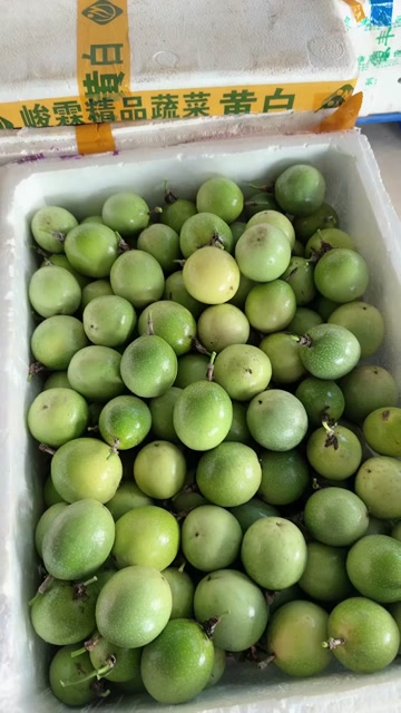 钦密九号百香果