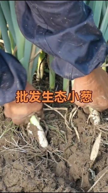 青岛山东青岛即墨新鲜香葱 小葱批发 实惠好价 农场直供