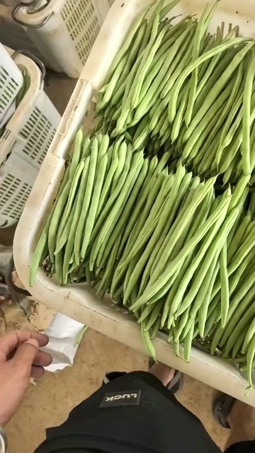 小金豆四季豆