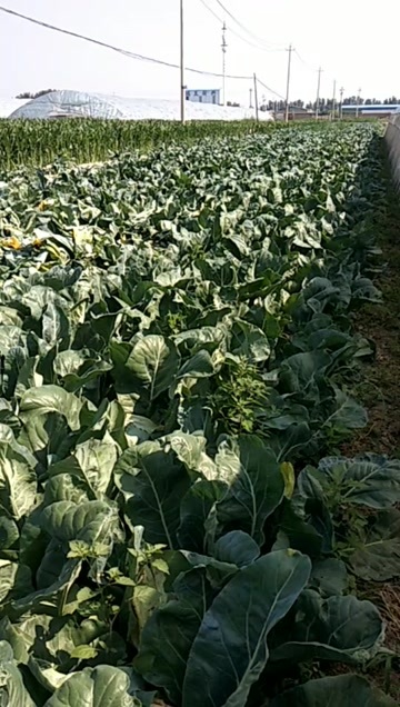 6000斤有机菜花，产地直接供，价格公道