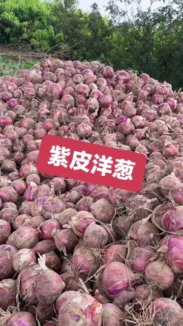 渭南红皮洋葱只支持自取