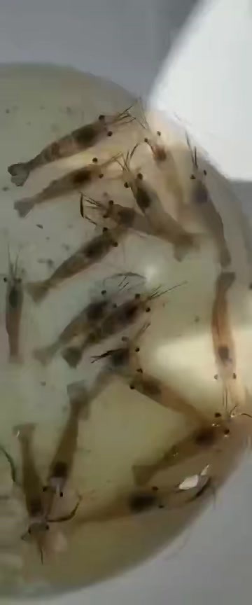 浙江淡水研究所三号罗氏沼虾苗