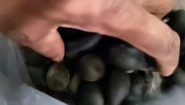 乌灵参