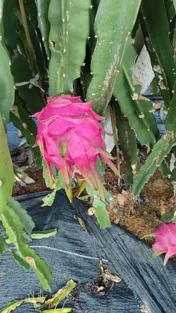 惠州红宝龙