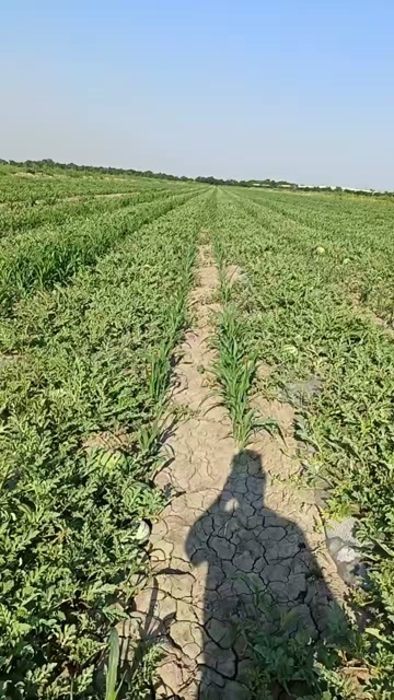 天津宁河本地麒麟西瓜，田霸王，口感甜14加