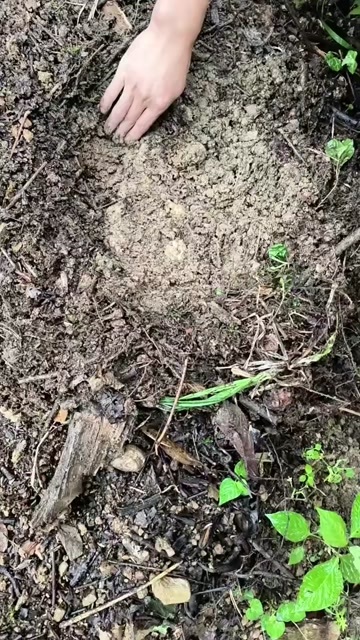 高山天麻，亲自种植，没法农药和化肥，假一赔十