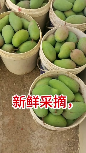 百色广西百色新鲜金煌芒现摘现发当季热带水果批发零售