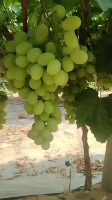 陕西渭南青提已大量成熟上市，需要速联绿果源果业或甜欣果业