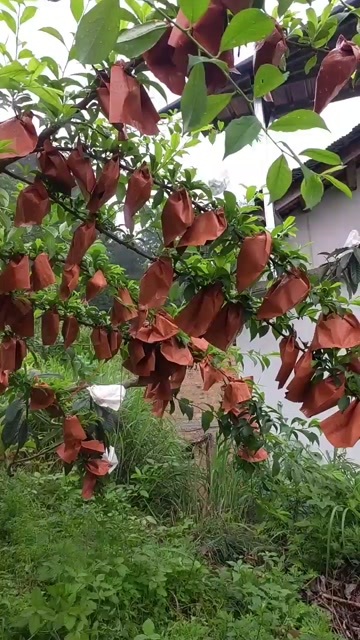 都匀市奈李