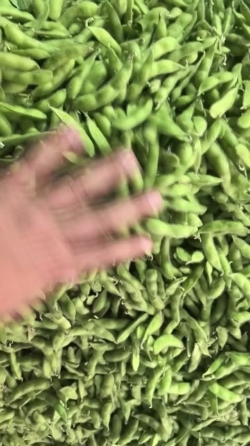 毛豆