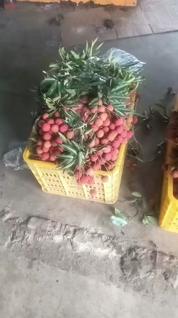 博白县桂味