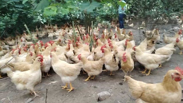广州果园草鸡货源充足
