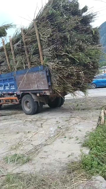 河池桑枝出售，年产5000吨，欢迎各位大佬合作