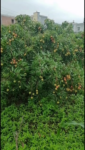 灵山县桂味荔枝肉厚核小