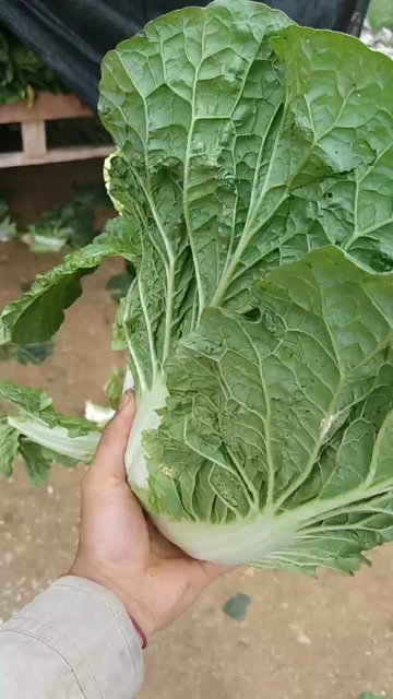 威宁县贵州威宁新鲜白菜 绿色健康叶菜类蔬菜 直发批发