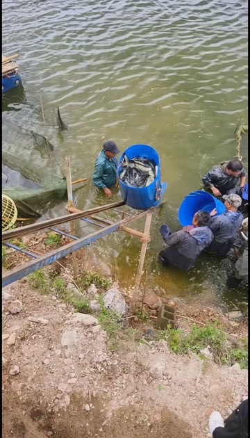 宜良县长期出售草鱼，本地水库鱼。保质保量