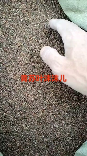 甘谷县青苏叶沫沫子