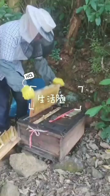 厦门农家养的龙眼蜜，百花蜜