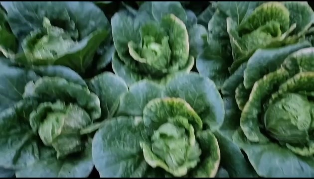 海螺沟黄心大白菜  4-5-6