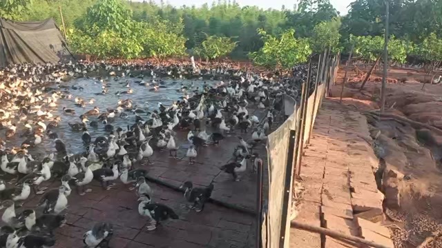 宜丰县半成品番鸭