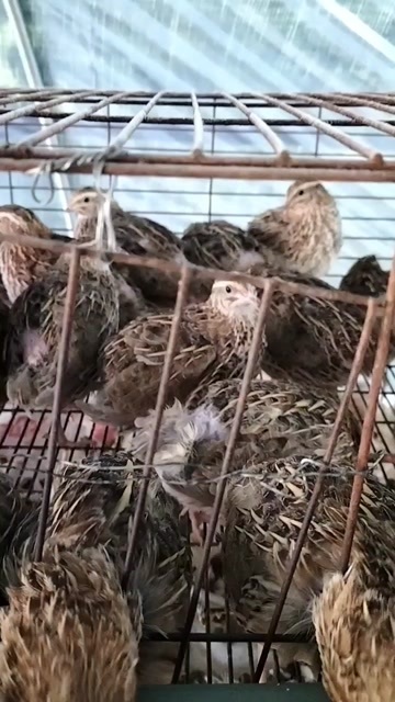 东营下蛋青年鹌鹑