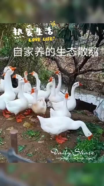 隰县大鹅，卖大鹅，自家散养的大鹅，草杂粮喂养，肉质鲜