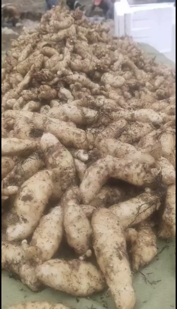 天麻种子 零代天麻种子种植基地预定
品种纯正精选优质好品种