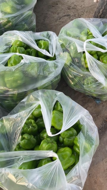 北京菜椒，青椒，黄皮椒，少量螺丝椒