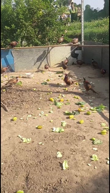 漳州动物人参七彩山鸡
