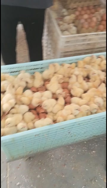 吴桥县吴桥益生909鸡苗