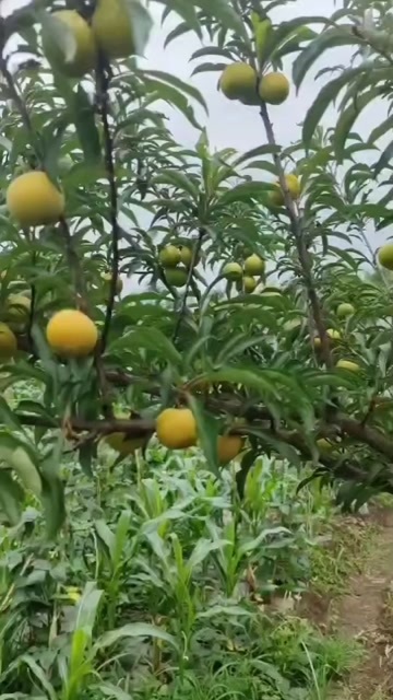 关岭县贵州安顺关岭布依族苗族自治县新鲜蜂糖李子现摘现发