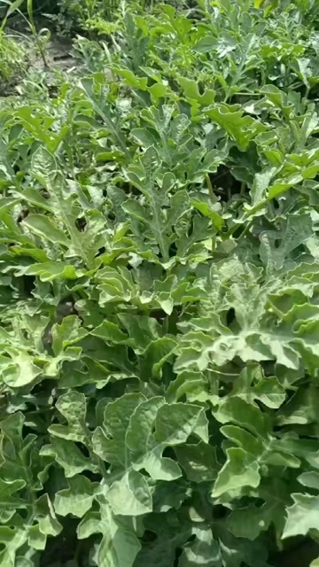 天津本地精品薄皮西瓜，又脆又甜，一手货源，童叟无欺，欢迎前来选购