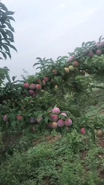 宜城市八宝丹李子